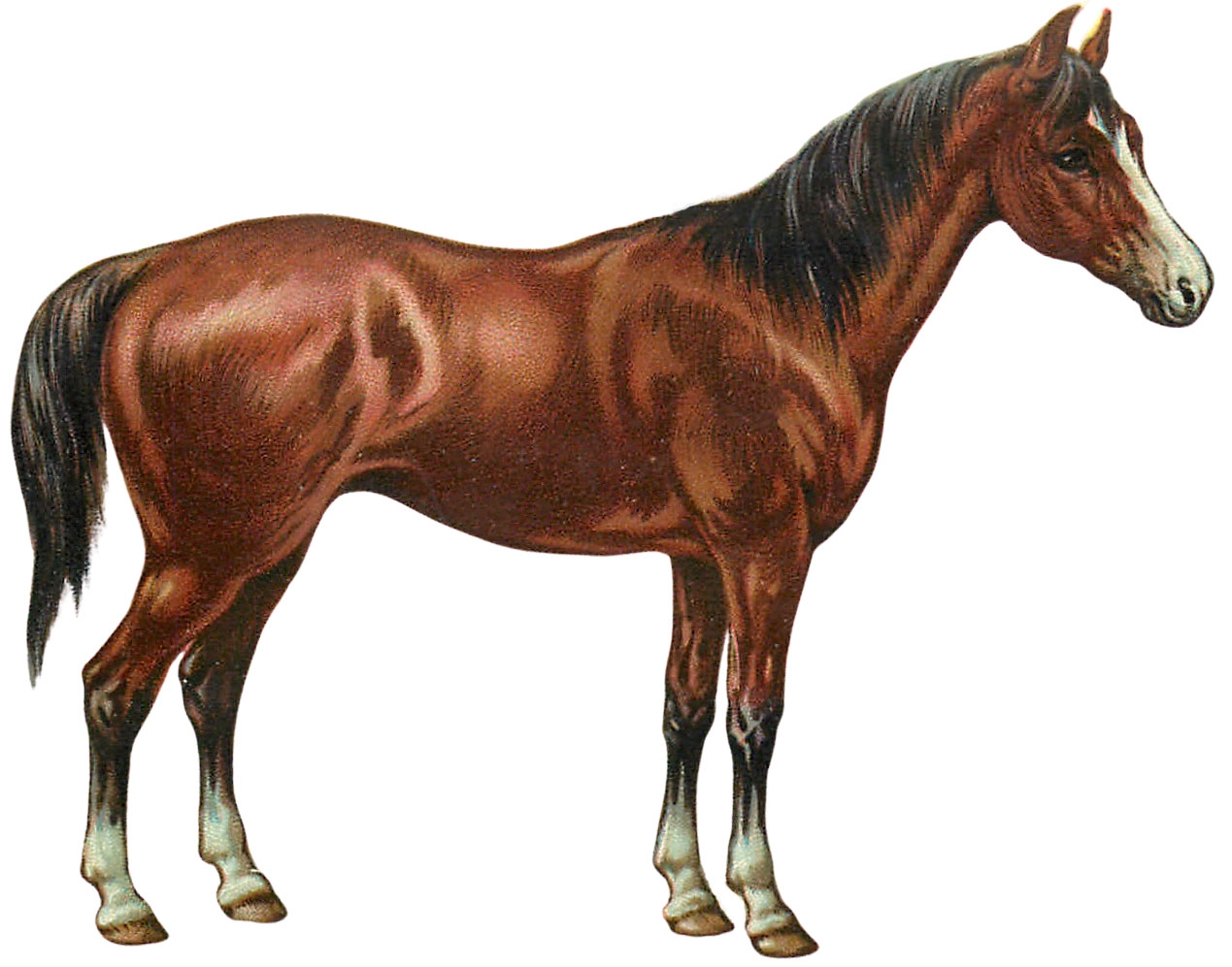 19 Horse Clip Art Horses Clipart The Graphics Fairy